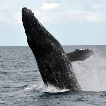 End Destructive Whaling: The Fifty-ninth Minute In The Belly Of The Whale